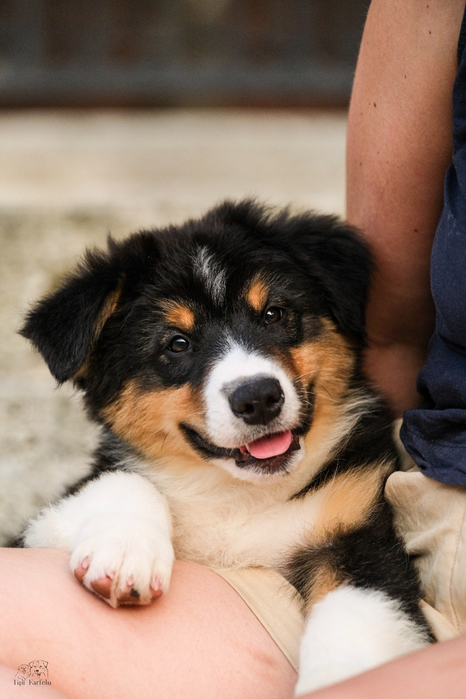 Du Tipi Farfelu - Chiots disponibles - Berger Australien