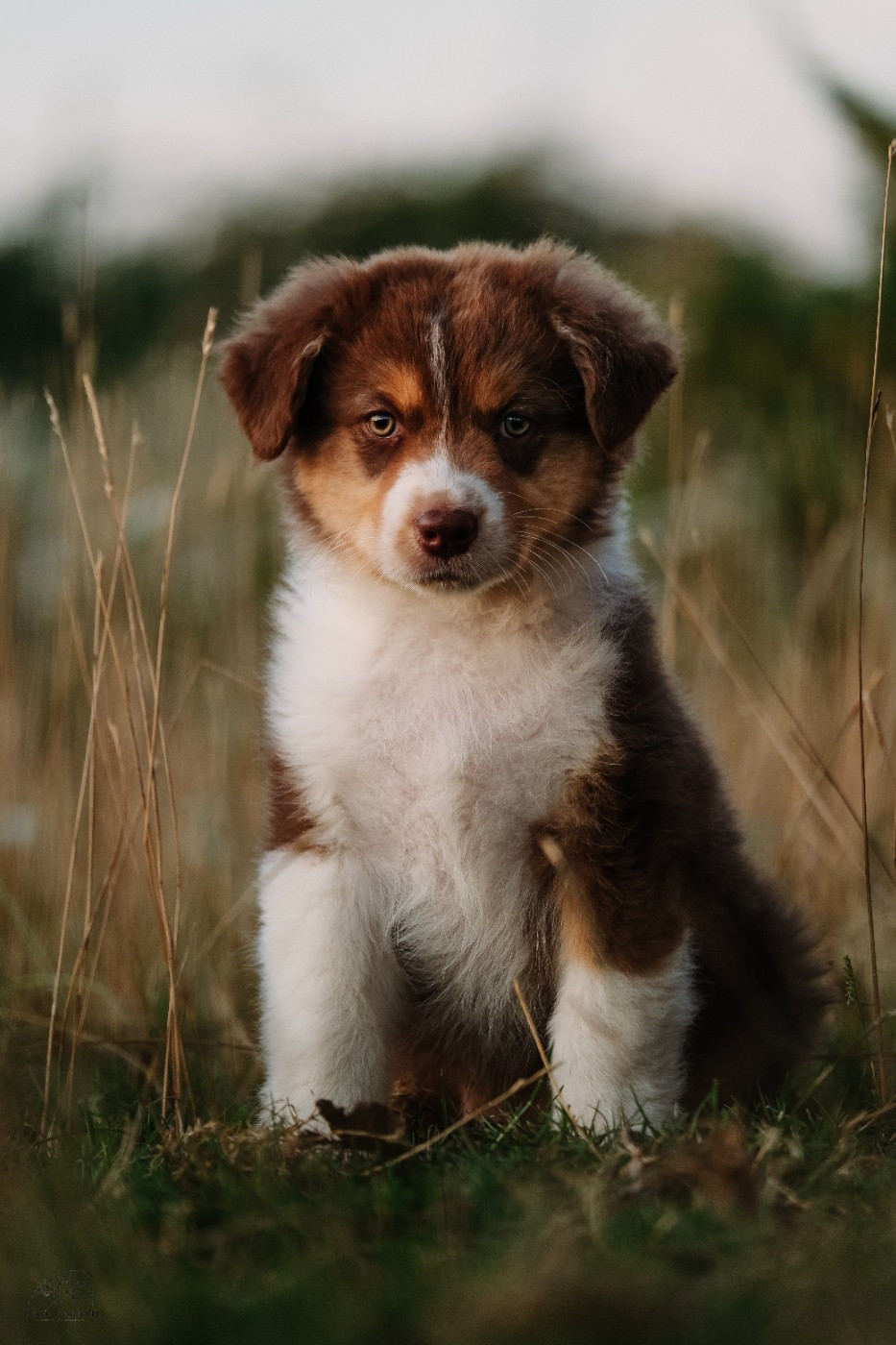 Du Tipi Farfelu - Chiots disponibles - Berger Australien