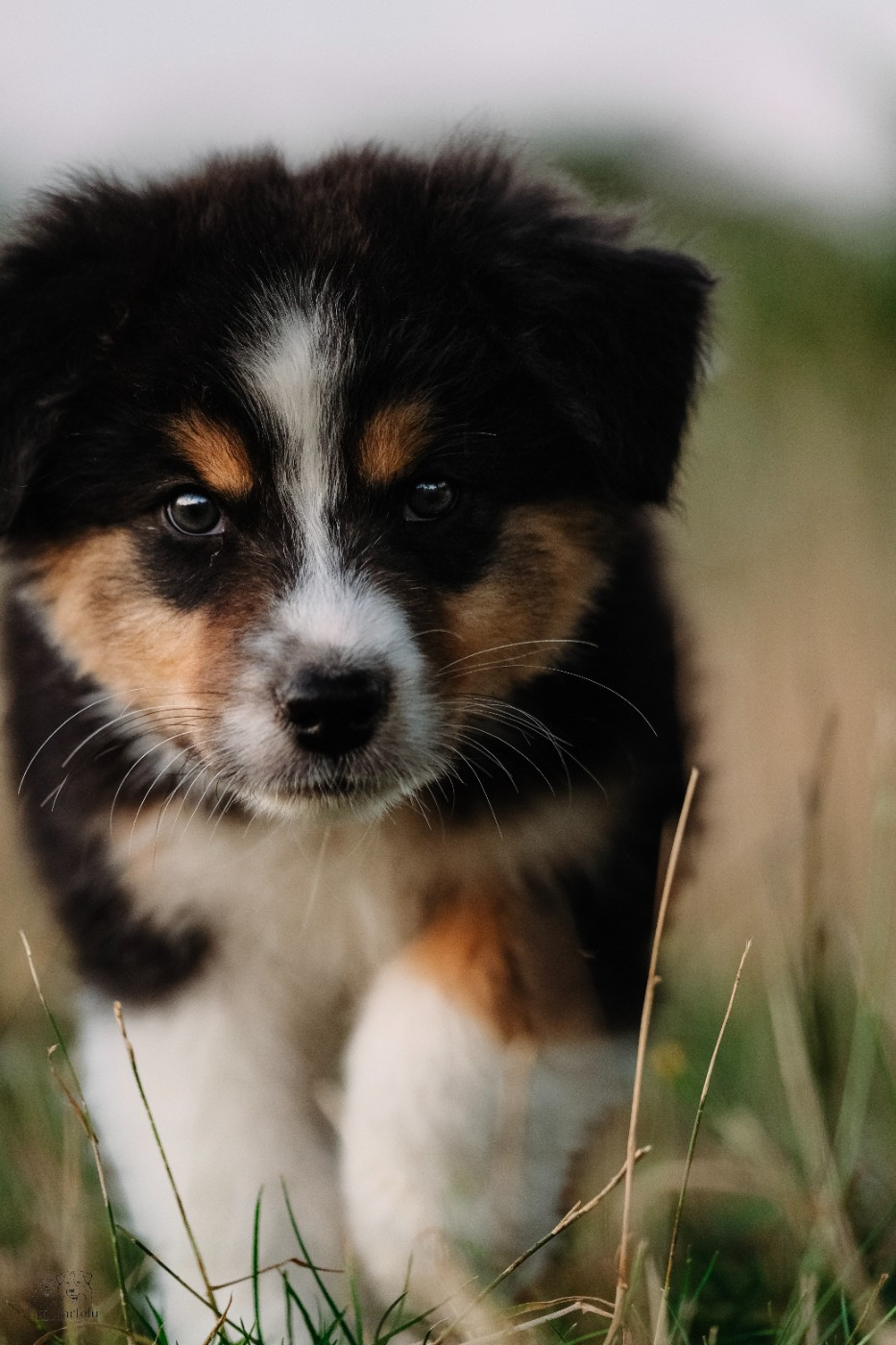 Du Tipi Farfelu - Chiots disponibles - Berger Australien