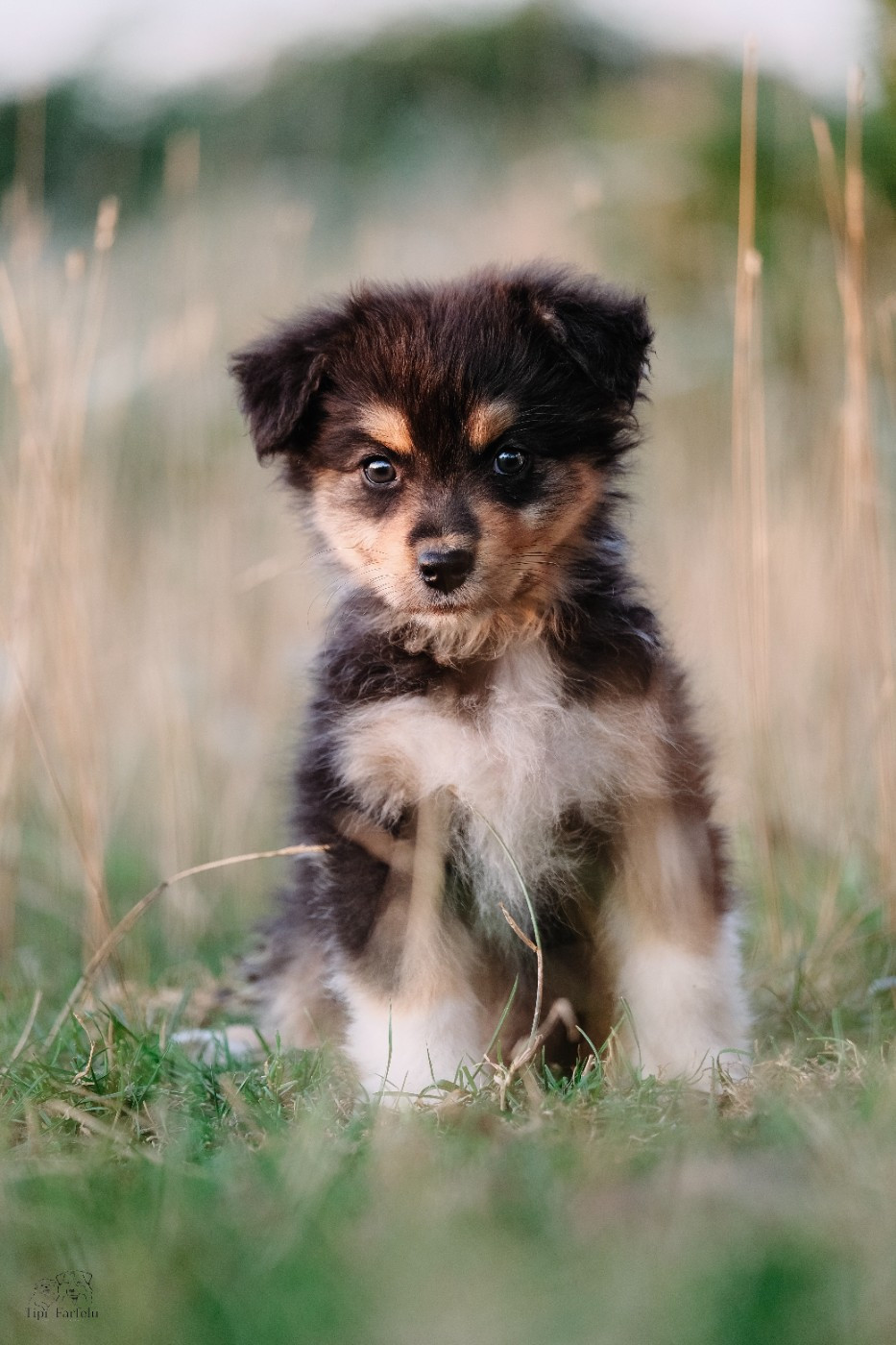Du Tipi Farfelu - Chiots disponibles - Berger Australien