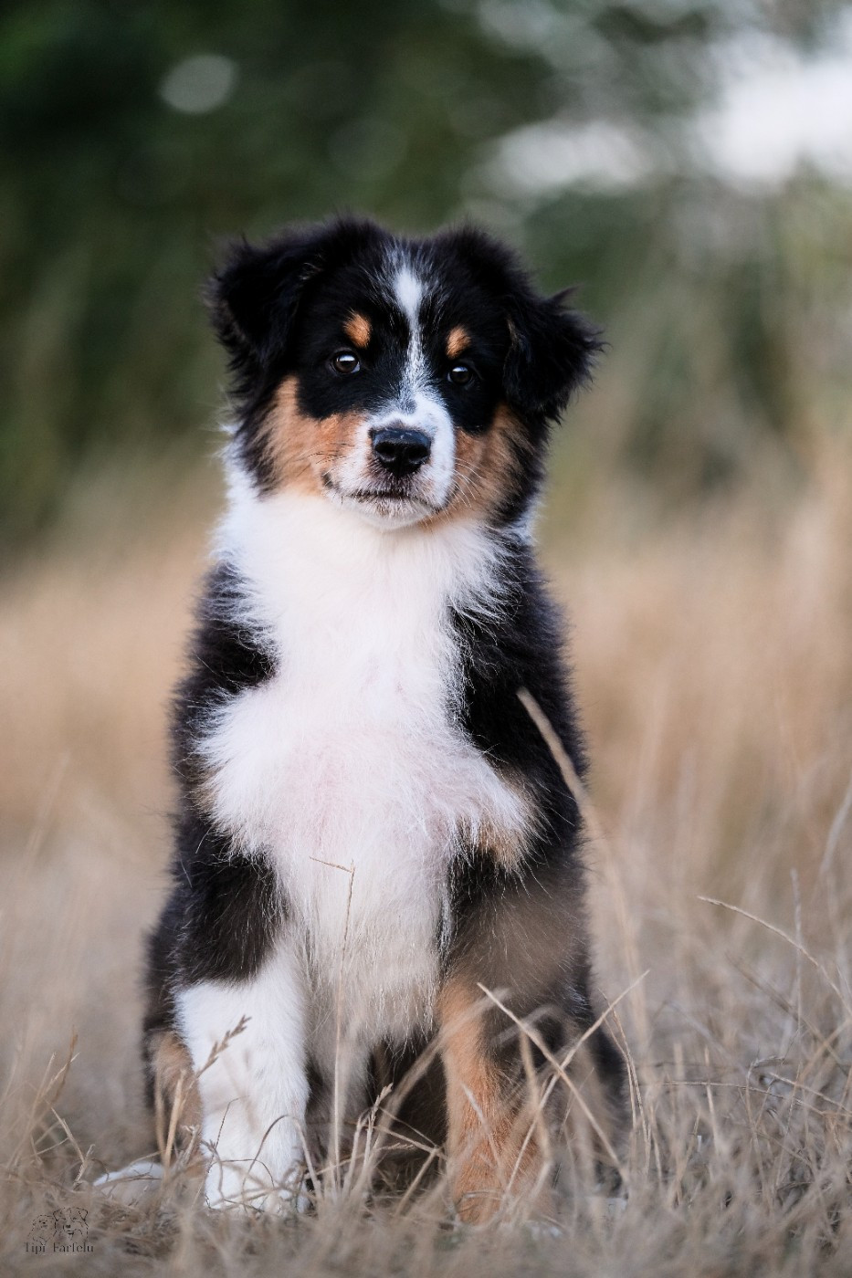 Du Tipi Farfelu - Chiots disponibles - Berger Australien