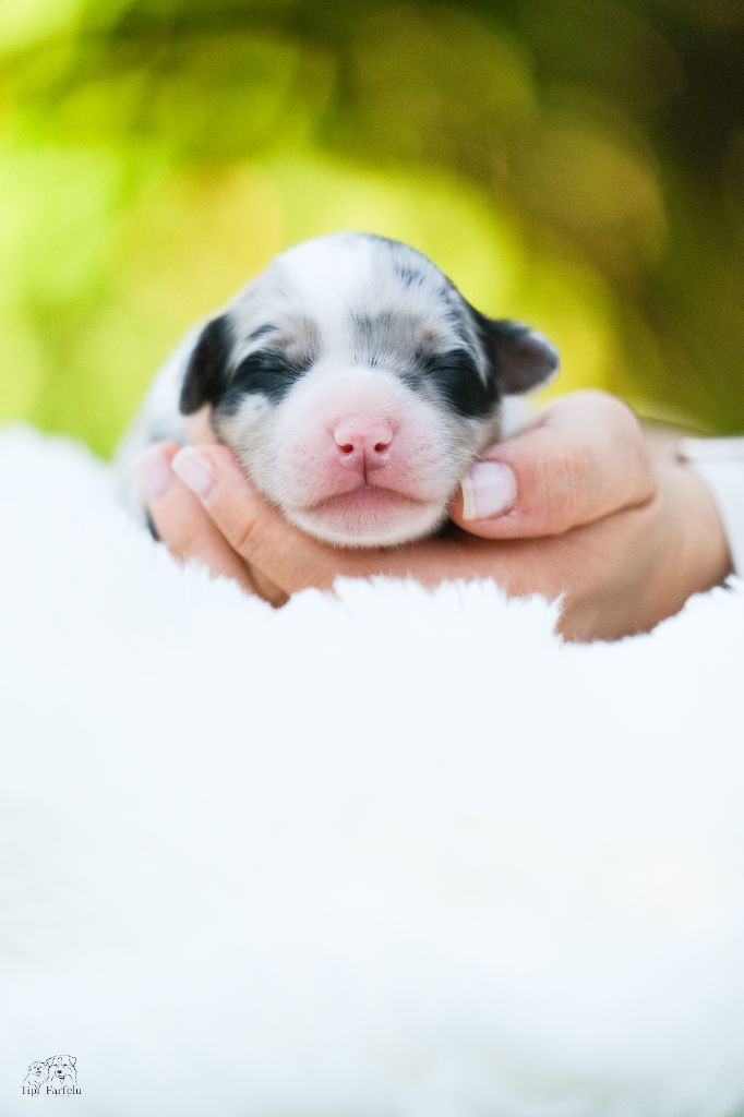 Du Tipi Farfelu - Chiots disponibles - Berger Australien