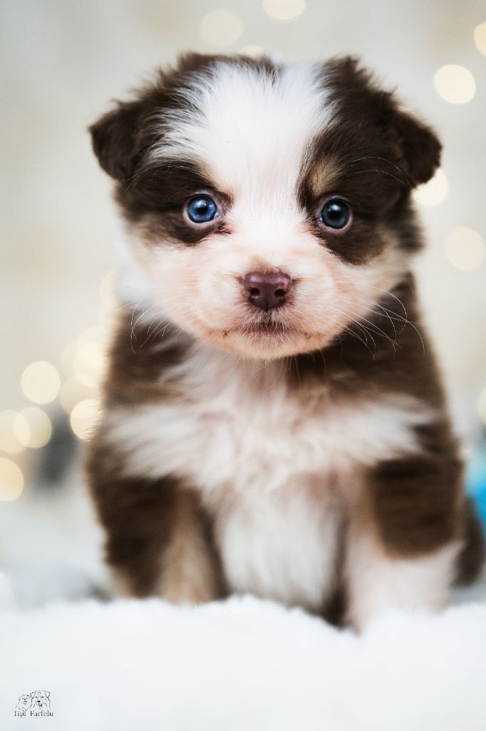 Du Tipi Farfelu - Chiots disponibles - Berger Australien