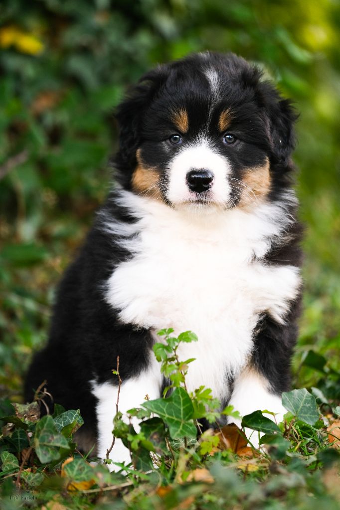 Du Tipi Farfelu - Chiots disponibles - Berger Australien