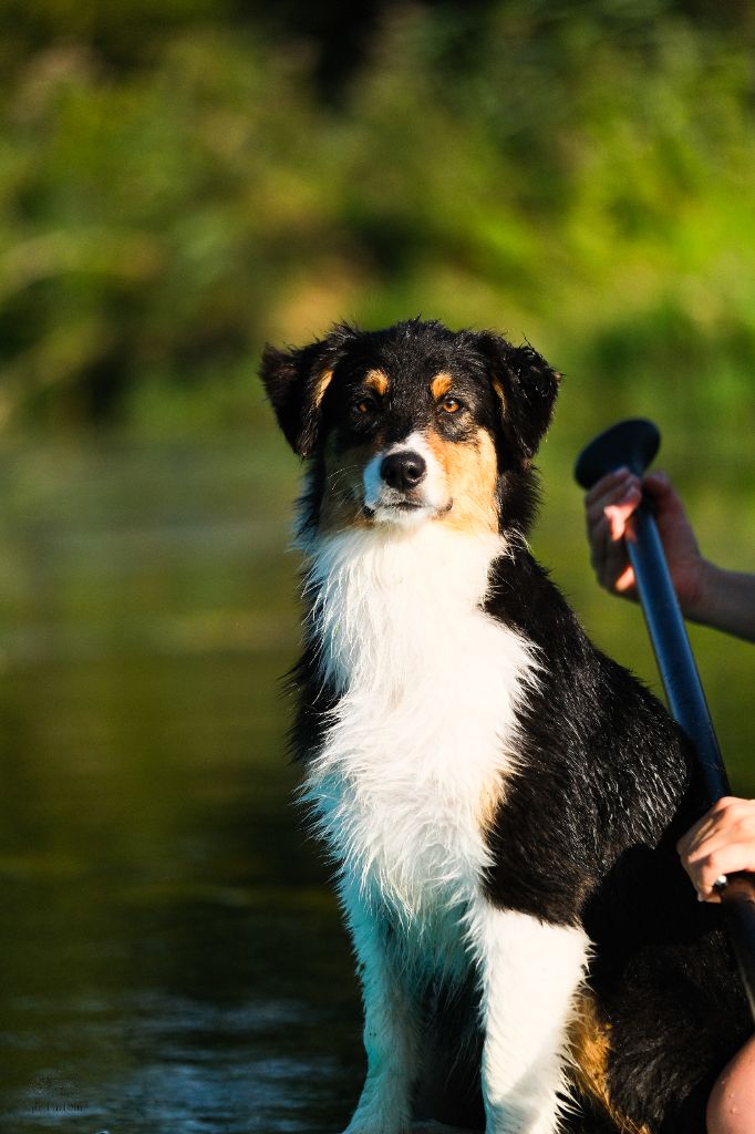 Du Tipi Farfelu - Chiots disponibles - Berger Australien