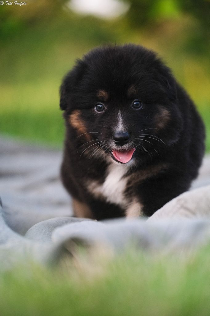 Du Tipi Farfelu - Chiots disponibles - Berger Australien