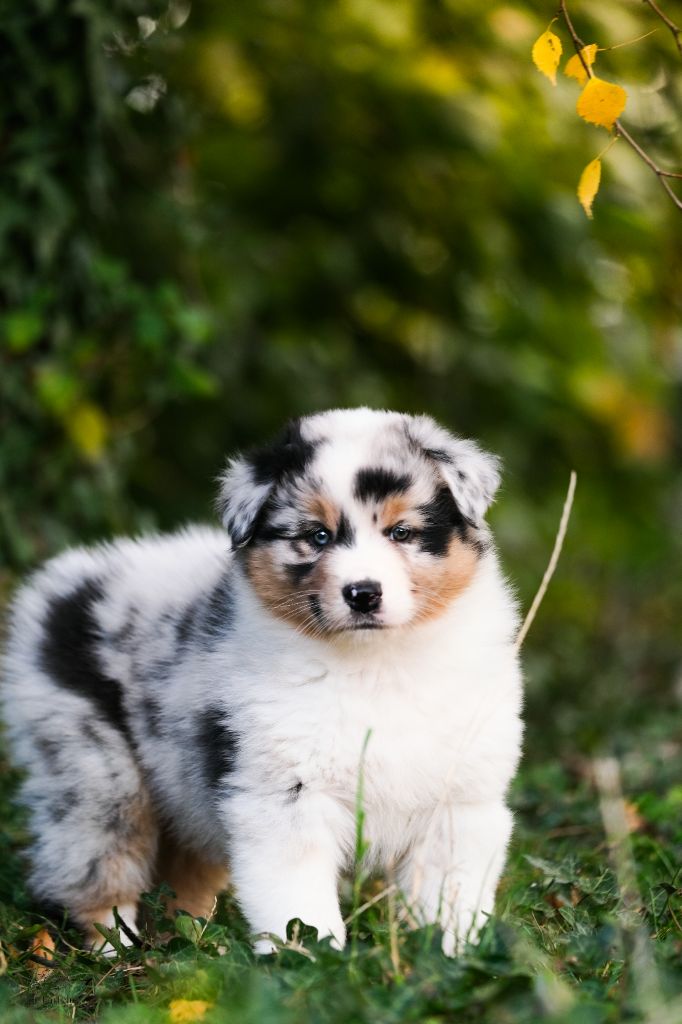 Du Tipi Farfelu - Berger Australien - Portée née le 20/08/2025
