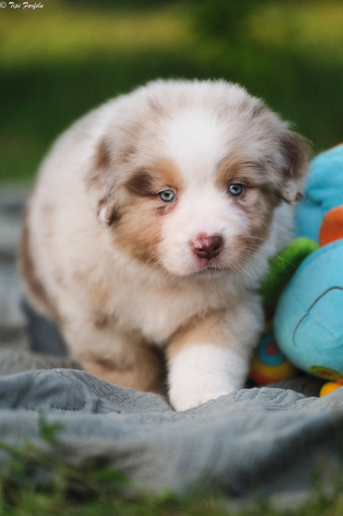 Du Tipi Farfelu - Chiots disponibles - Berger Australien