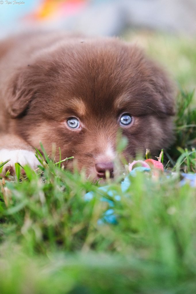 Du Tipi Farfelu - Chiots disponibles - Berger Australien