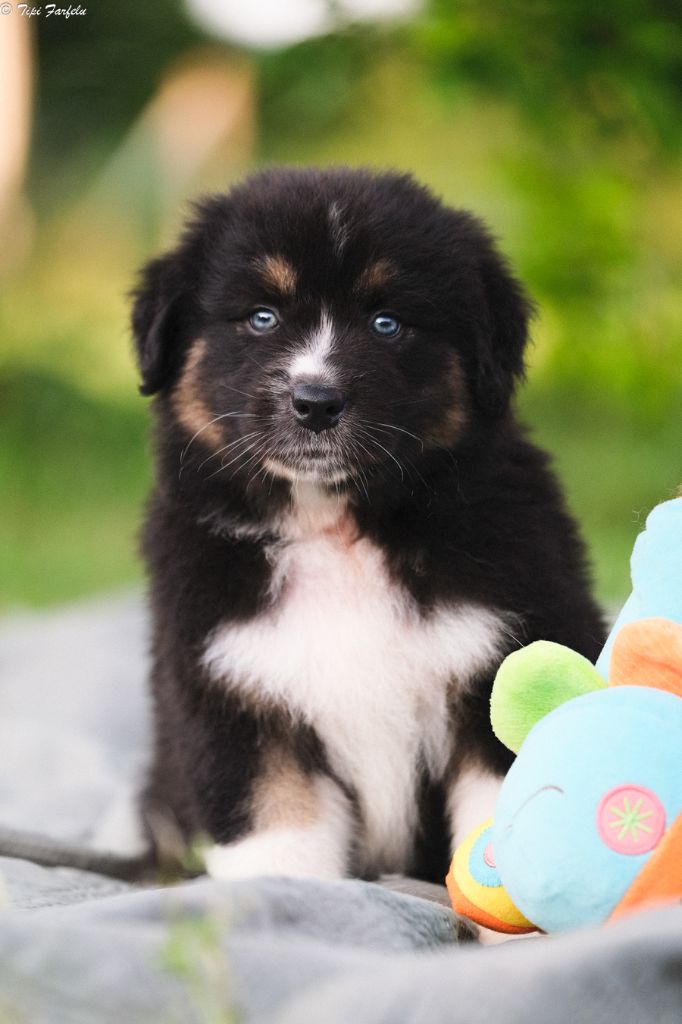 Du Tipi Farfelu - Chiots disponibles - Berger Australien