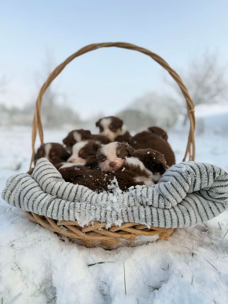 Chiot Berger Australien Du Tipi Farfelu