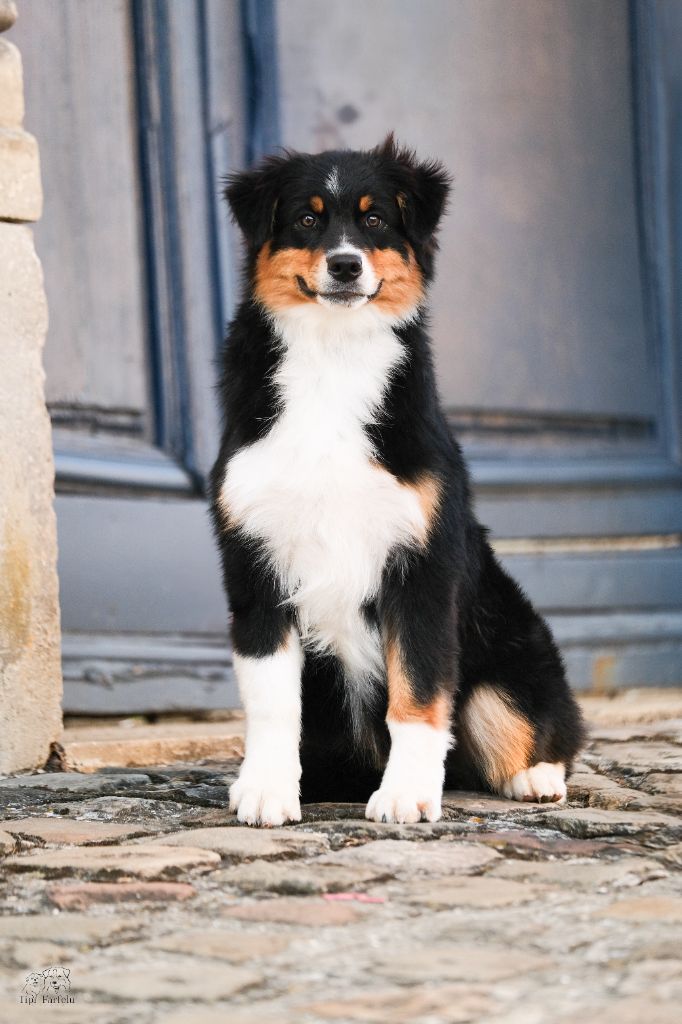 Du Tipi Farfelu - Chiots disponibles - Berger Australien