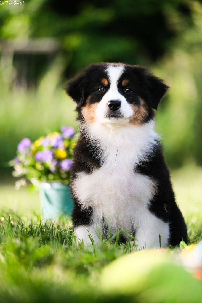 Du Tipi Farfelu - Chiots disponibles - Berger Australien