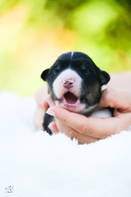 CHIOT 2