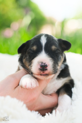 Chiot N°1