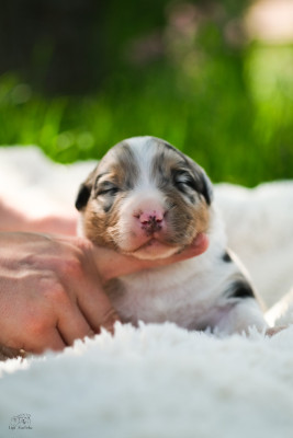 Chiot N°2