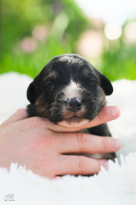 Chiot N°3