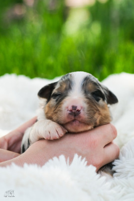 Chiot N°4