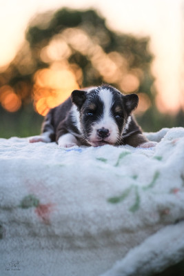 Chiot N°1