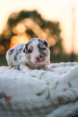 Chiot N°2
