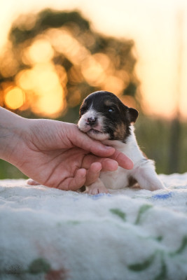 Chiot N°7