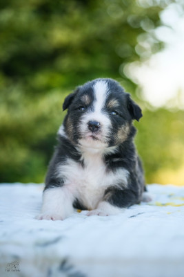 Chiot N°2