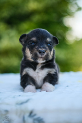 Chiot N°3
