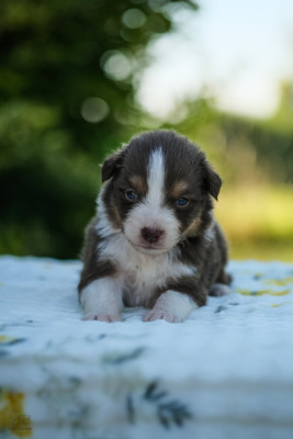 Chiot N°5