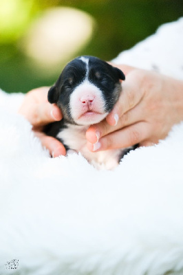 CHIOT 3