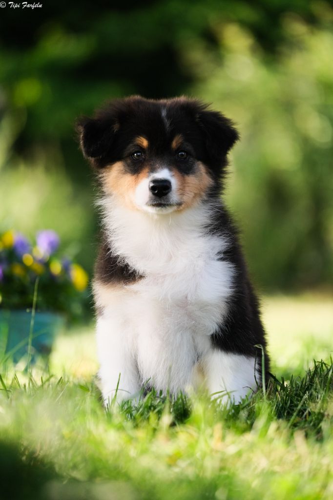 Du Tipi Farfelu - Chiots disponibles - Berger Australien