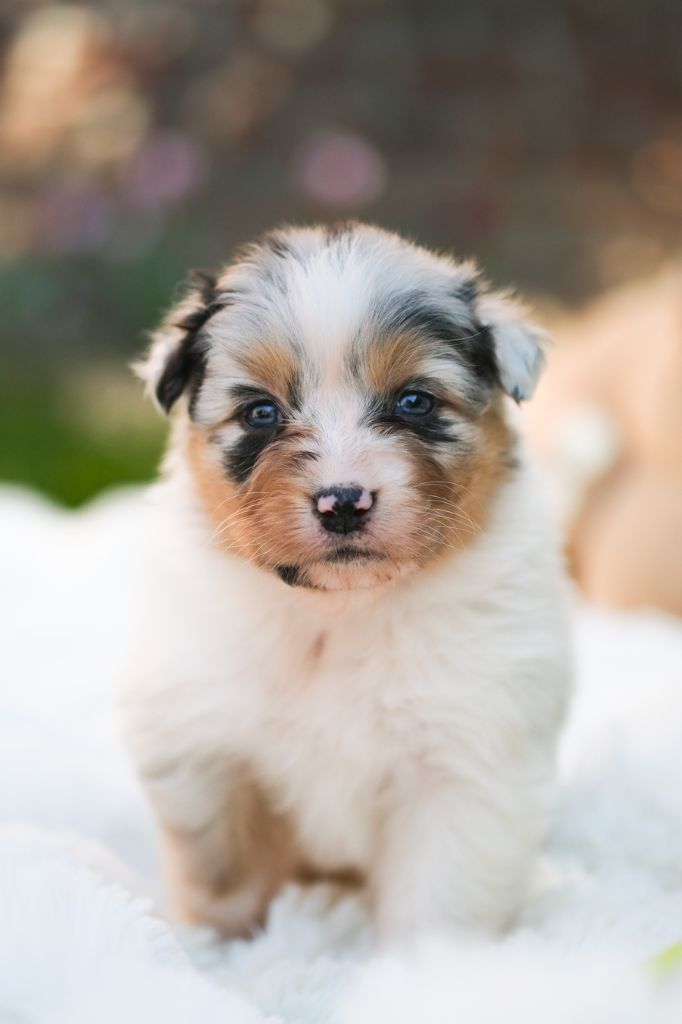 Du Tipi Farfelu - Chiots disponibles - Berger Australien
