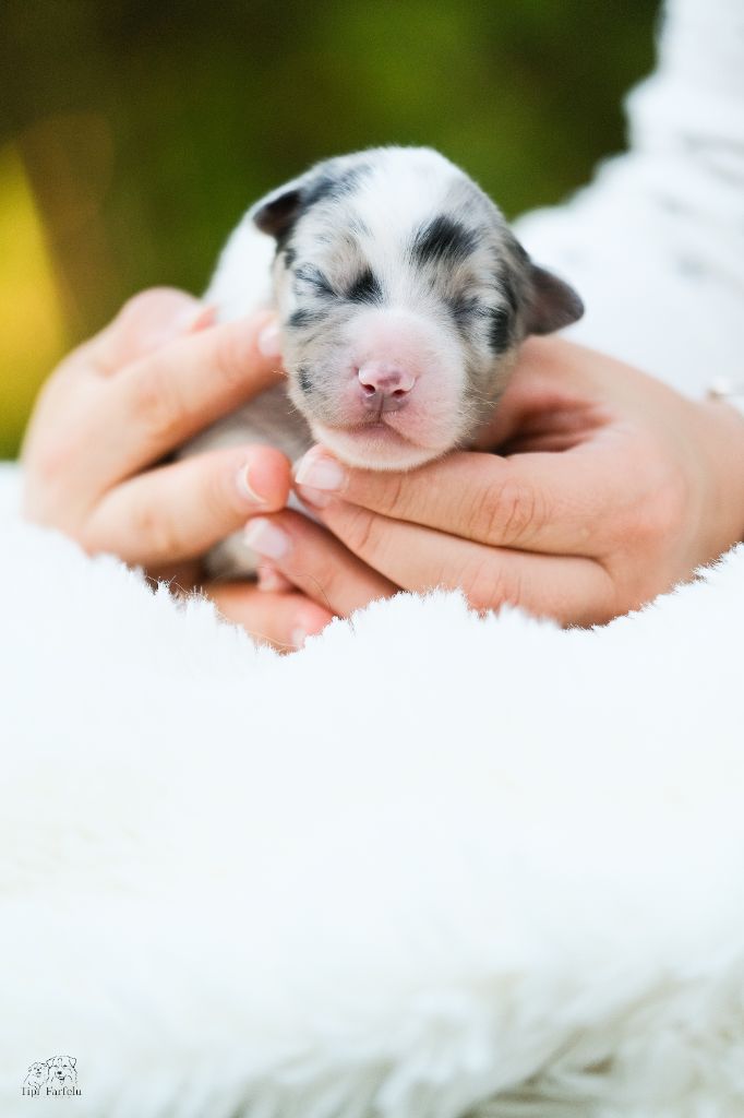 Du Tipi Farfelu - Chiots disponibles - Berger Australien