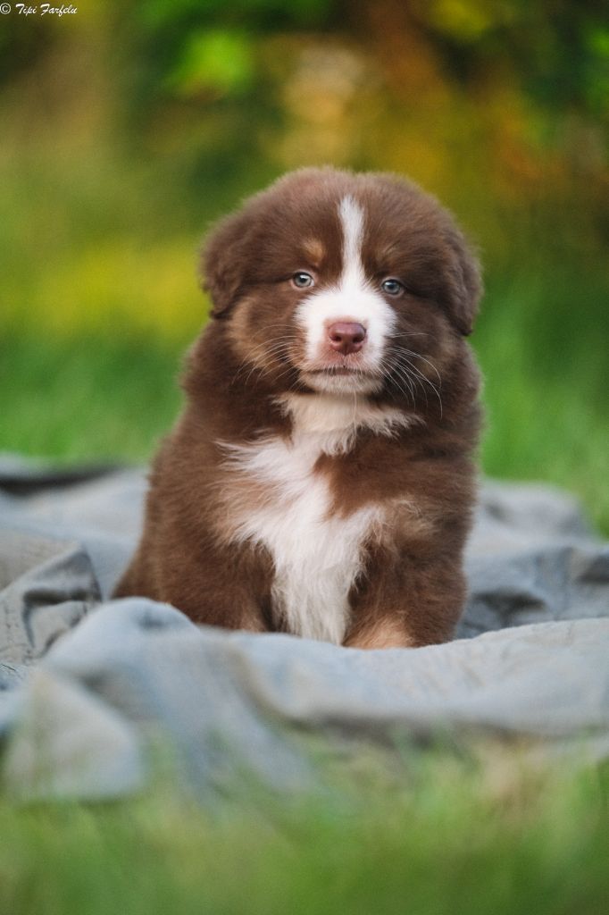 Du Tipi Farfelu - Chiots disponibles - Berger Australien