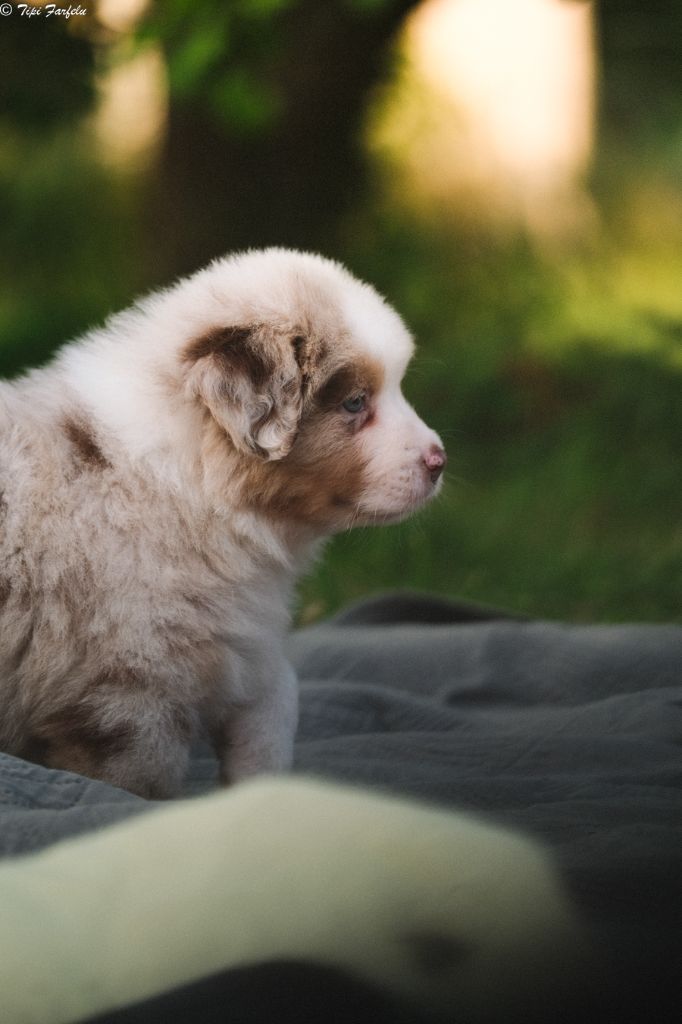 Chiot Berger Australien Du Tipi Farfelu