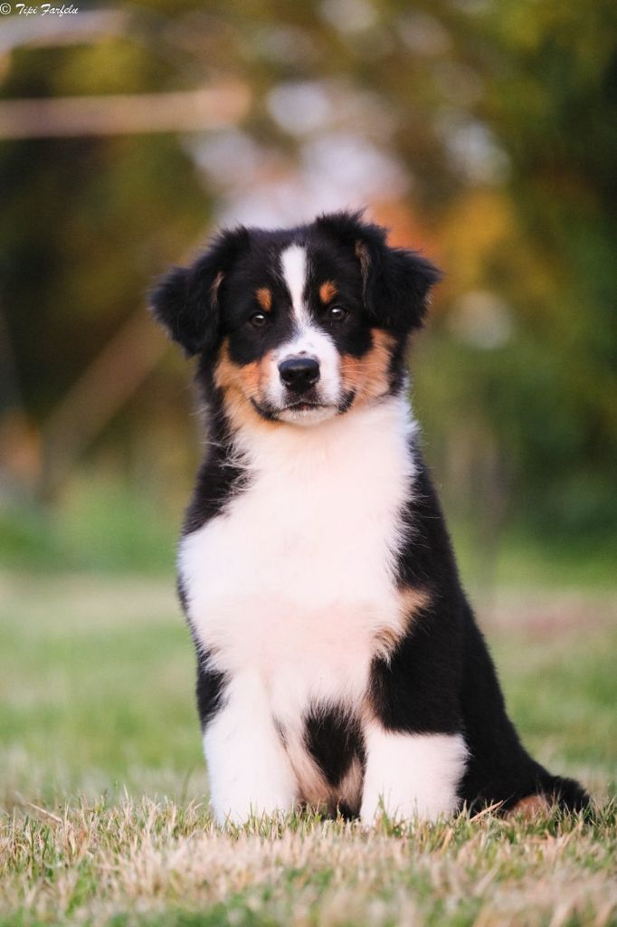 Du Tipi Farfelu - Chiots disponibles - Berger Australien